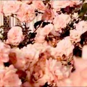 Meet your Posher, VGN